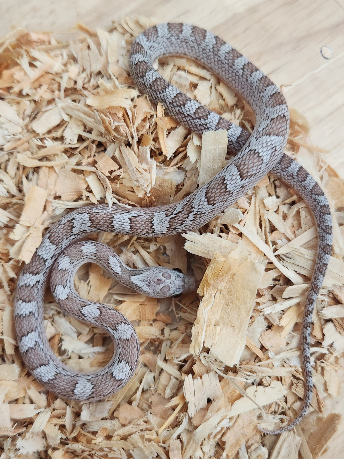 Corn Snake - Diffused Hypo Cinder Het Pied Sided 66PH Sunkissed/Caramel/Anery - Male