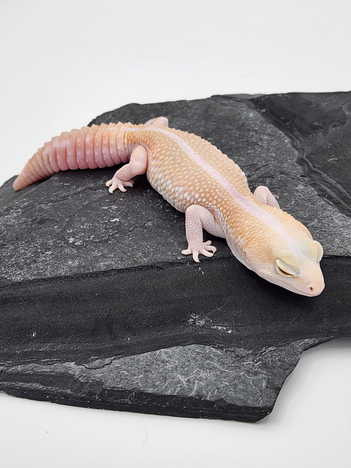 African Fat-Tailed Gecko - Albino Zulu - Female