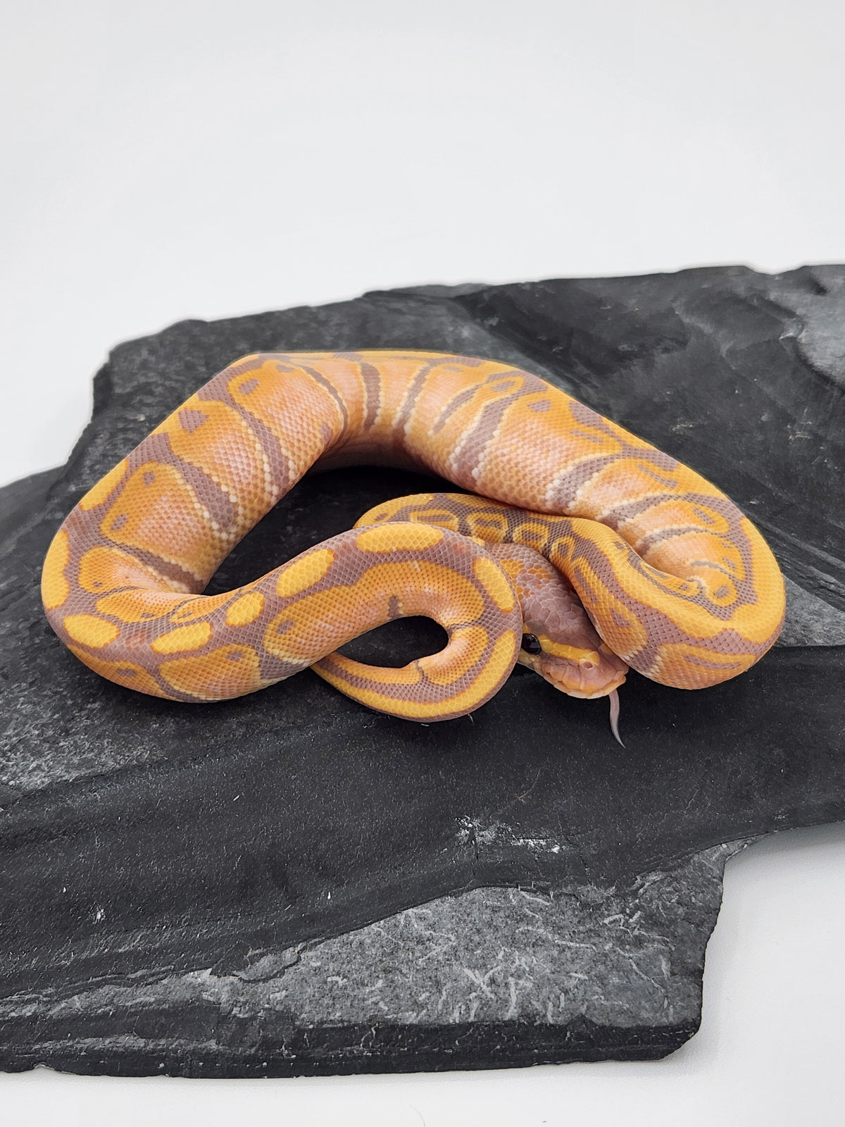 Ball Python - Banana 50PH Tri Stripe - Female
