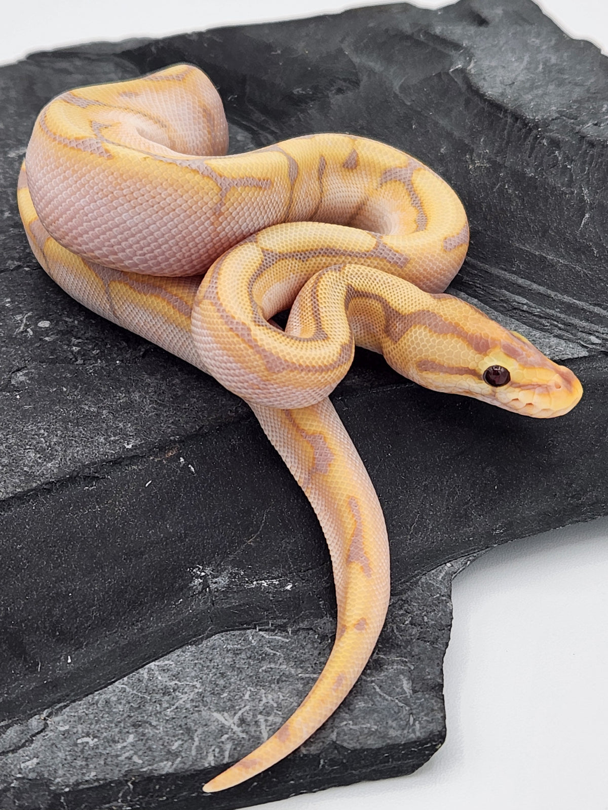 Ball Python - Banana Calico Spider - Male