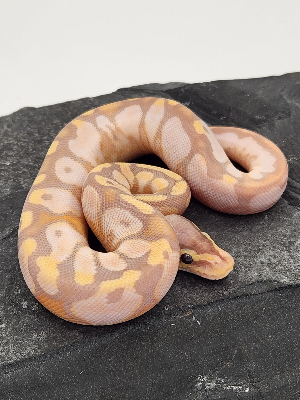 Ball Python - Banana Calico Pastel - Male