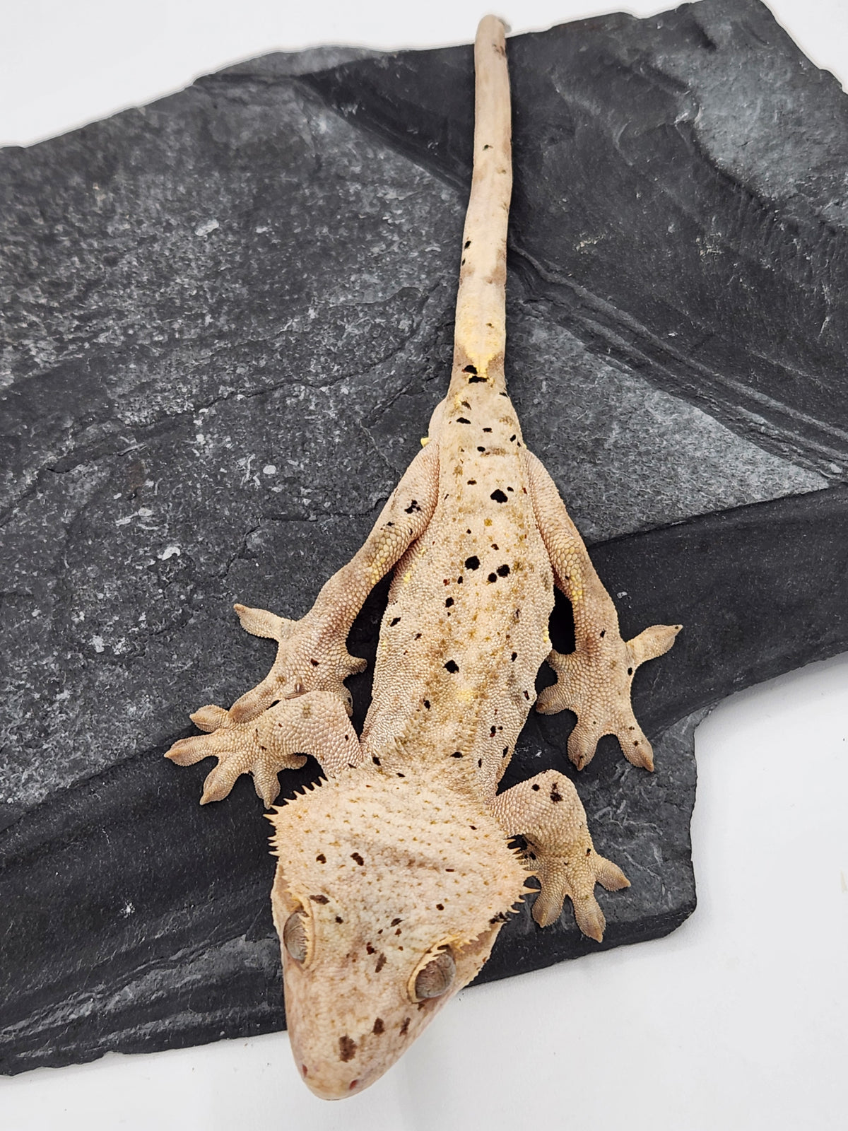 Crested Gecko - Pixel x Poppy - 11-23-23 - Male