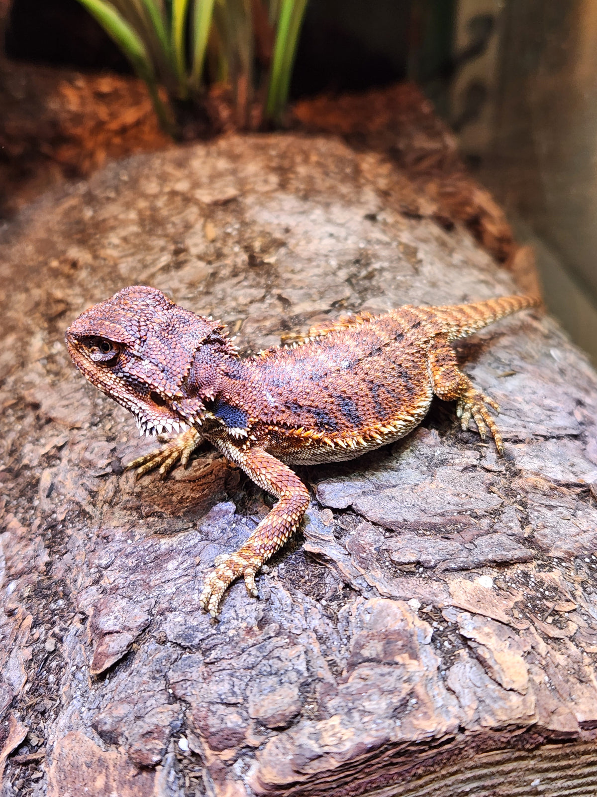 Bearded Dragon - Monster Red - Unsexed