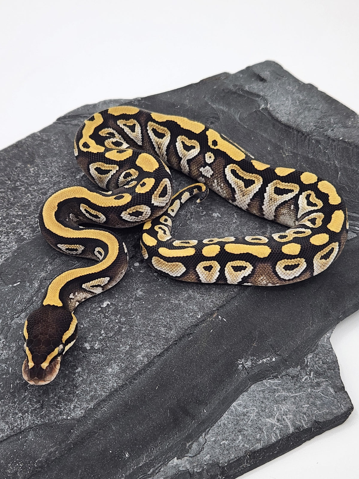 Ball Python - Mojave 2 - Female