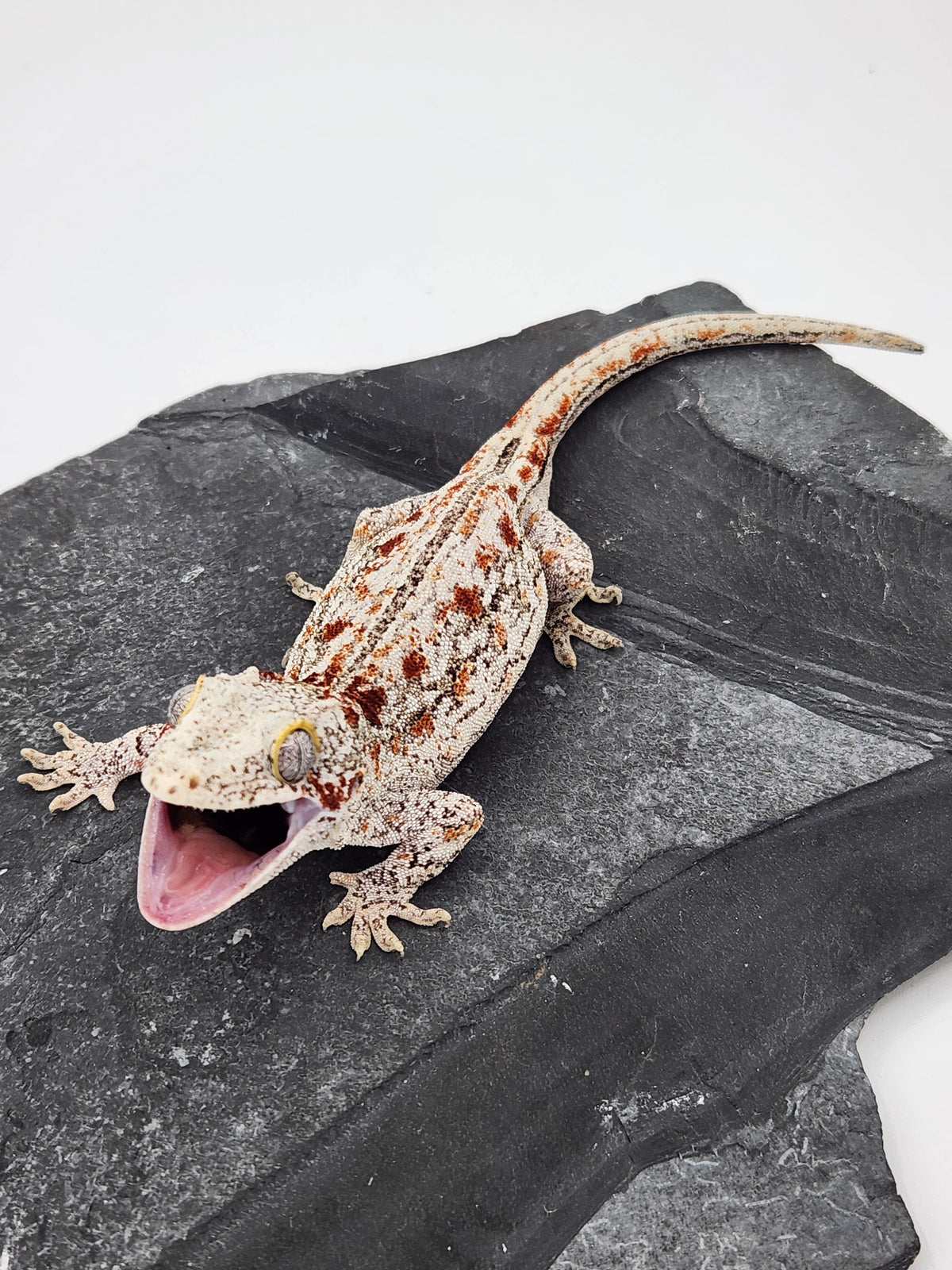 Gargoyle Gecko - 2B - Female