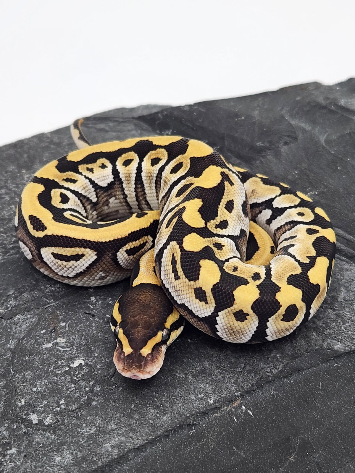 Ball Python - Mojave 4 - Male