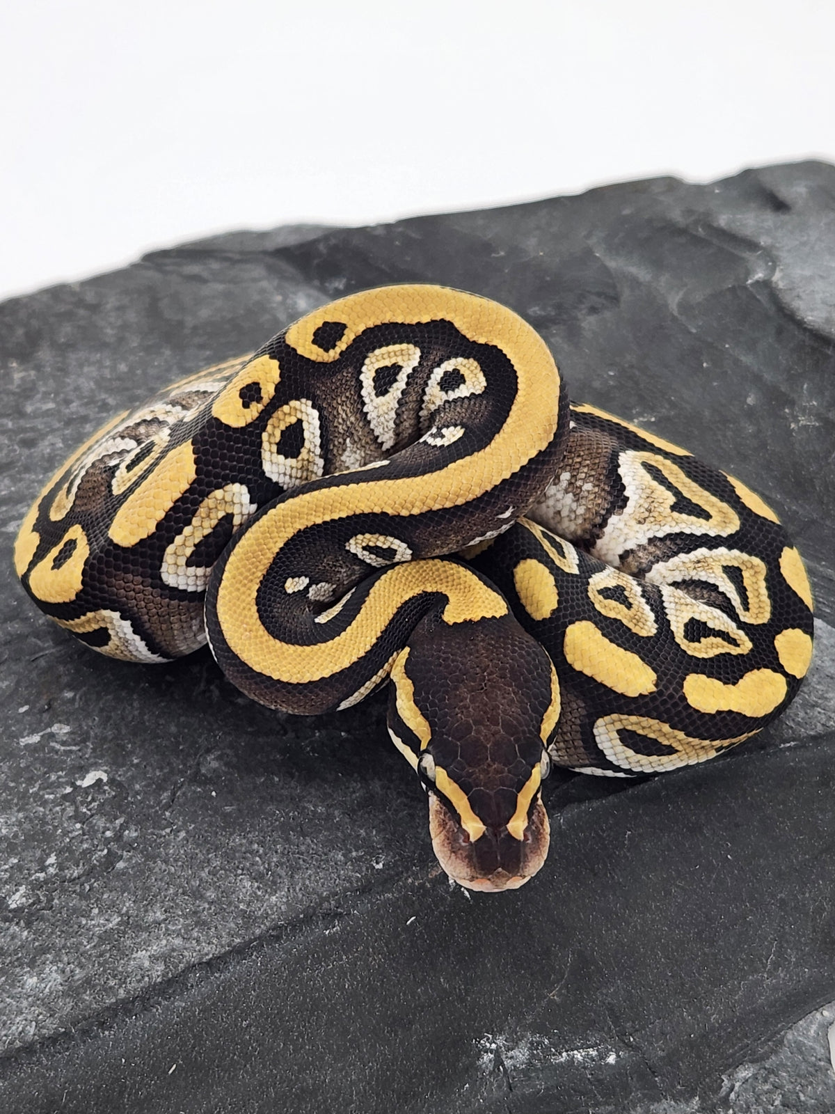 Ball Python - Mojave 2 - Female