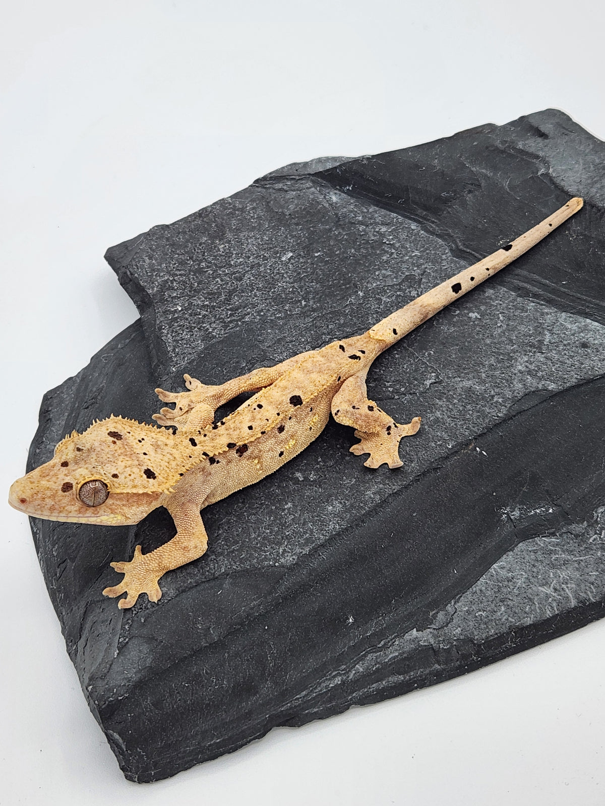 Crested Gecko - Pixel x Poppy - 1-5-24 - Female