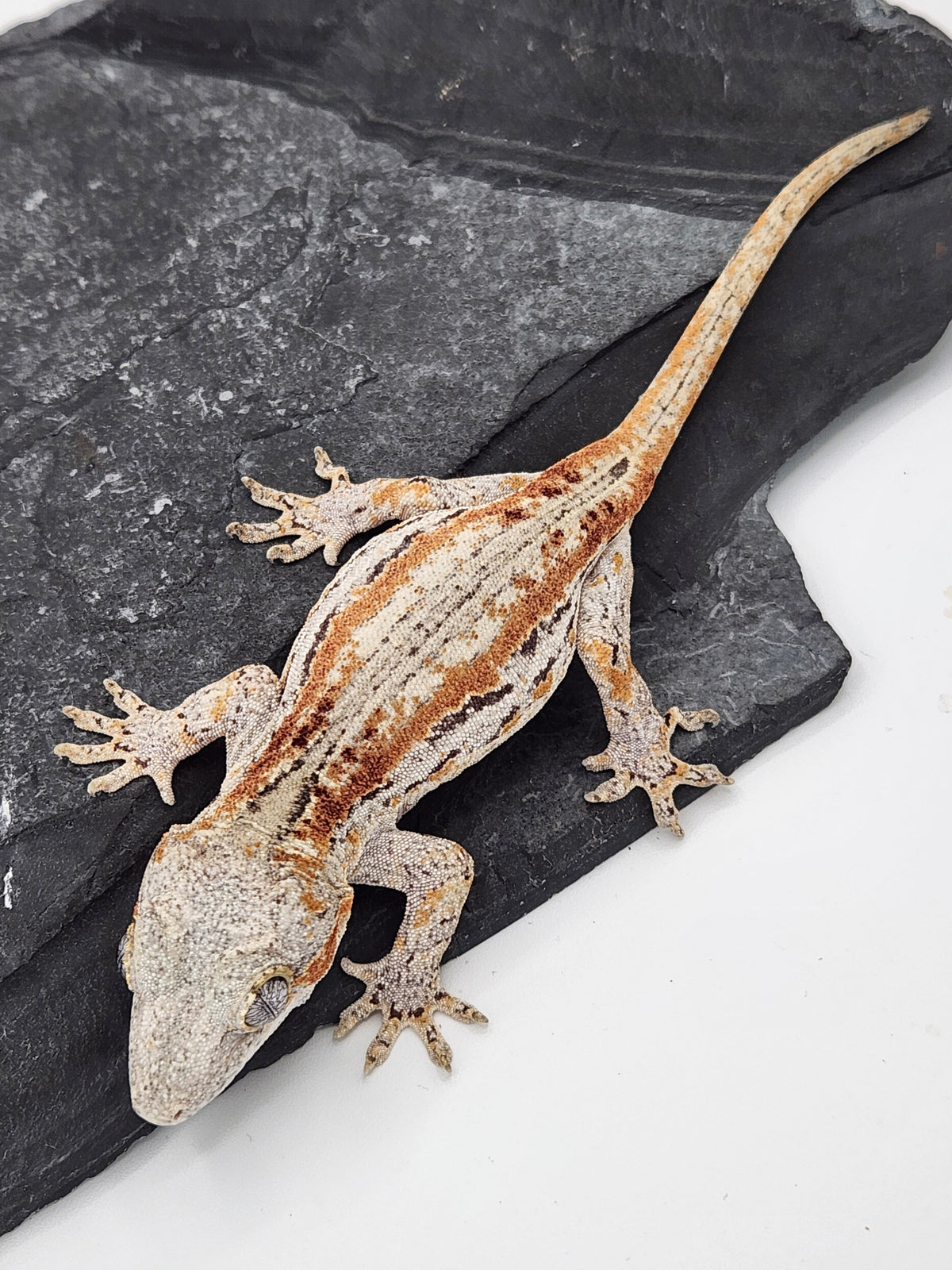 Gargoyle Gecko - Griffin x Licorice - 12-25-23 - Female