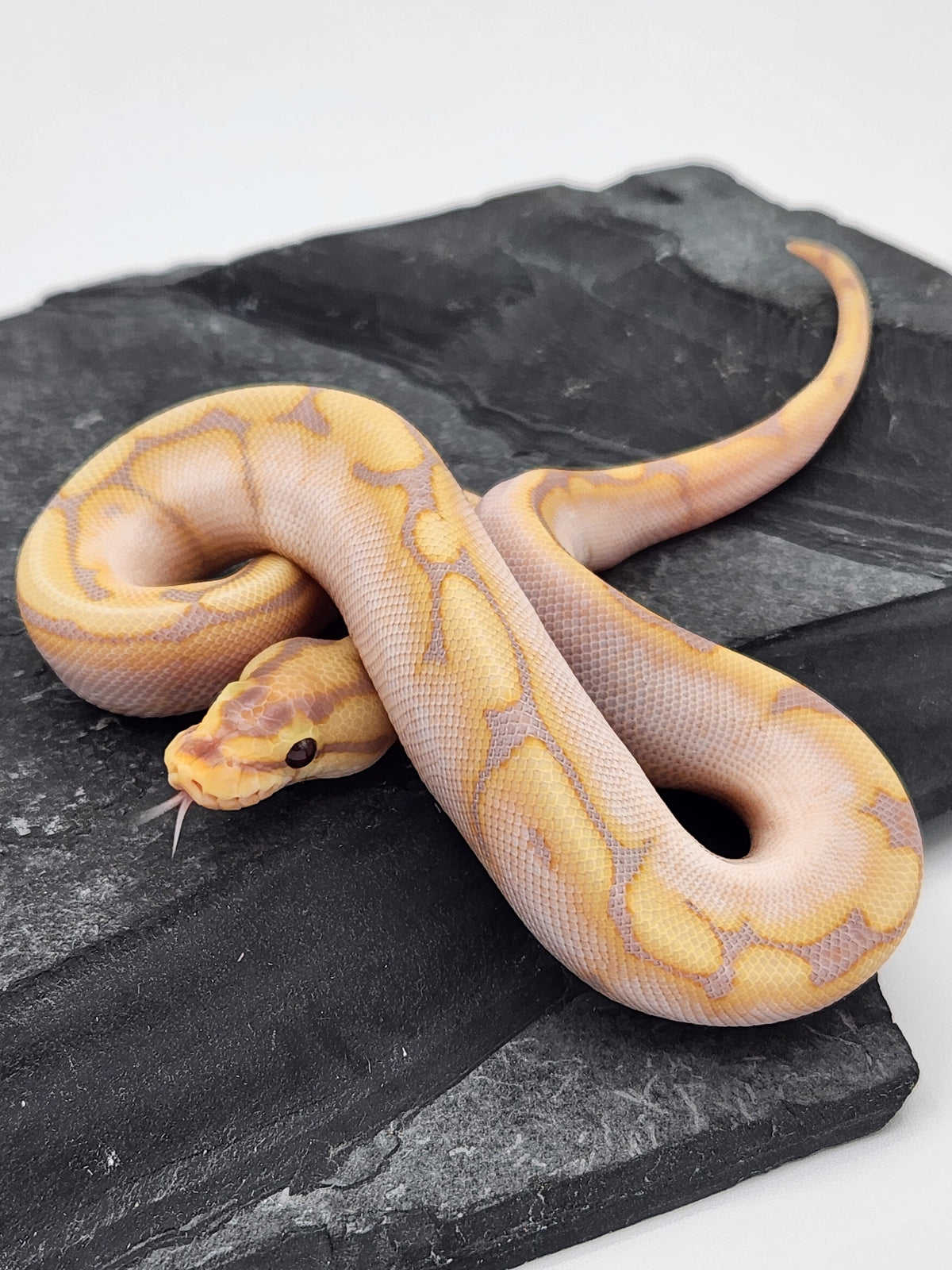 Ball Python - Banana Calico Spider - Male