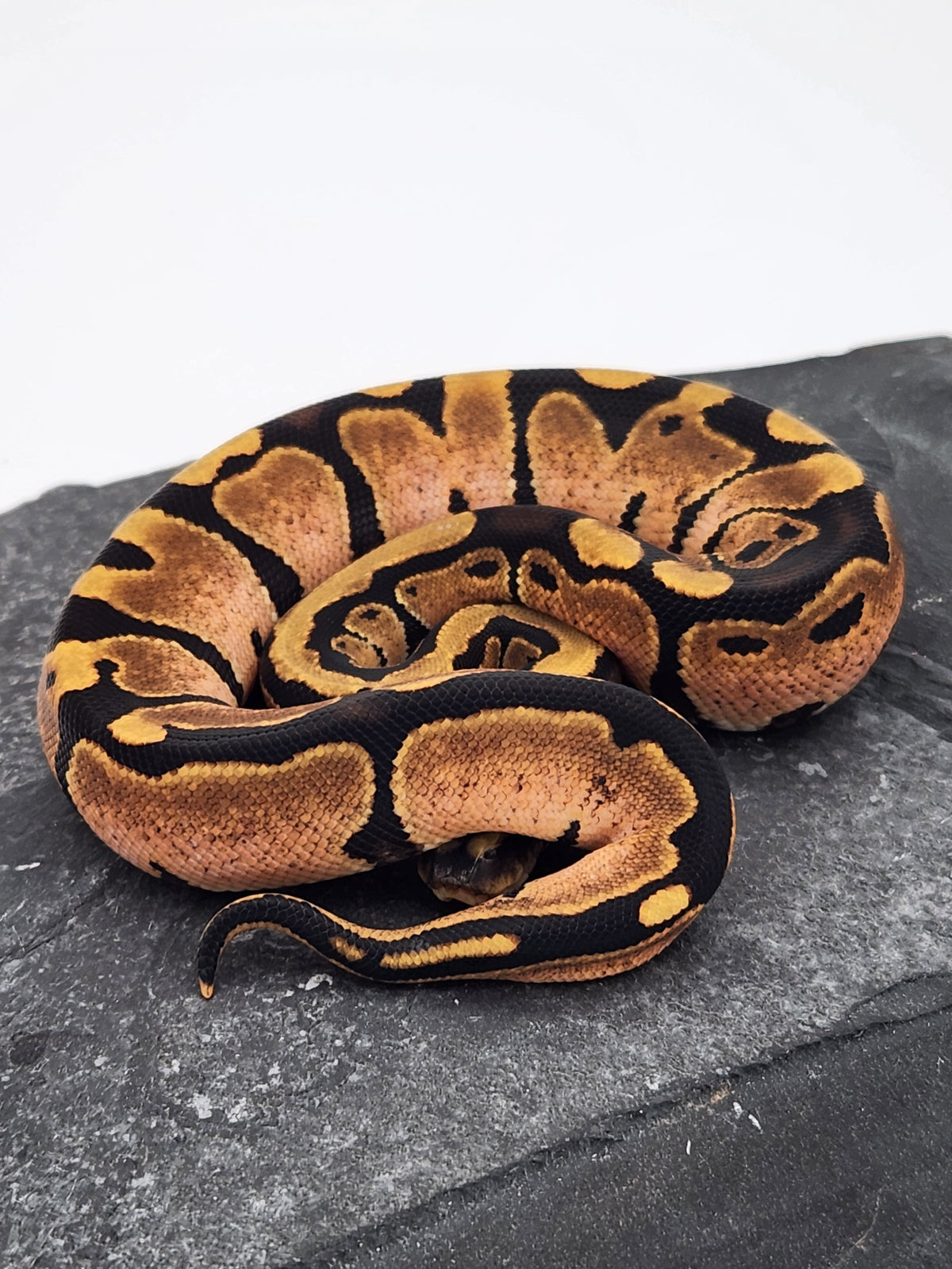 Ball Python - Calico - Female