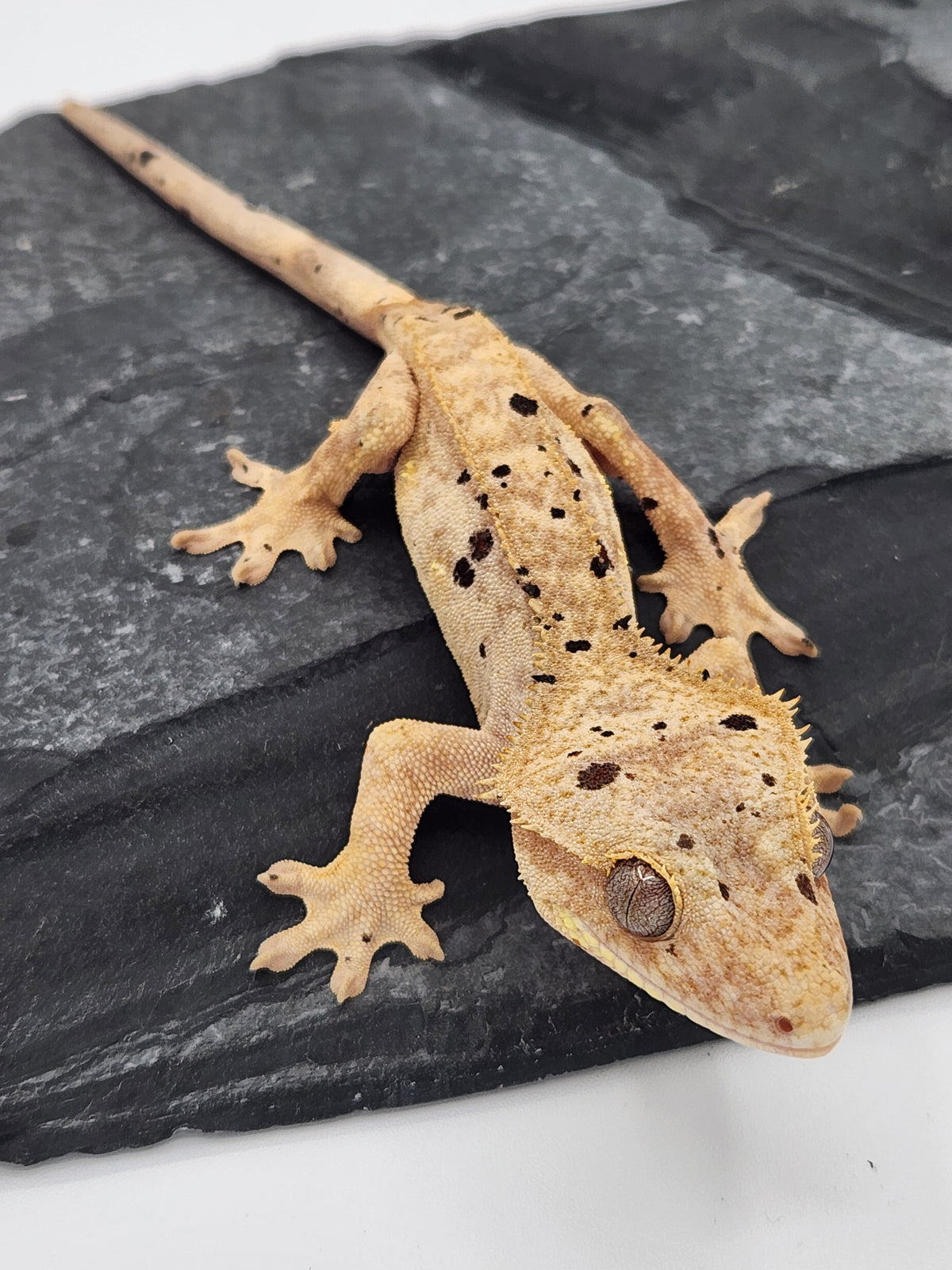 Crested Gecko - Pixel x Poppy - 1-5-24 - Female