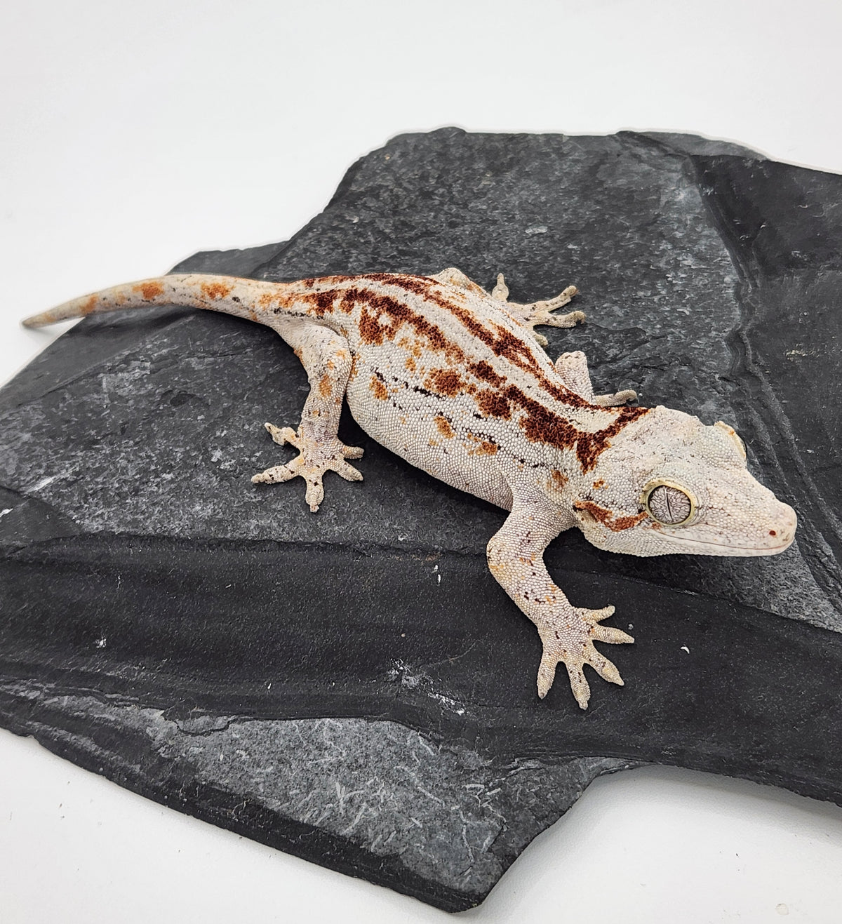 Gargoyle Gecko - Griffin x Licorice - 10-4-23 - Female