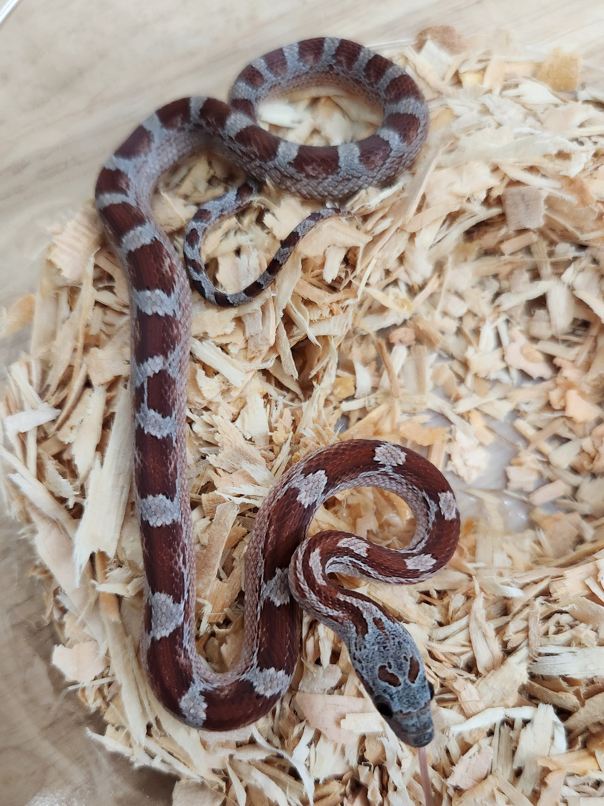 Corn Snake - Bloodred Miami 66PH Sunkissed/Cinder/Caramel/Anery 50PH Hypo - Male