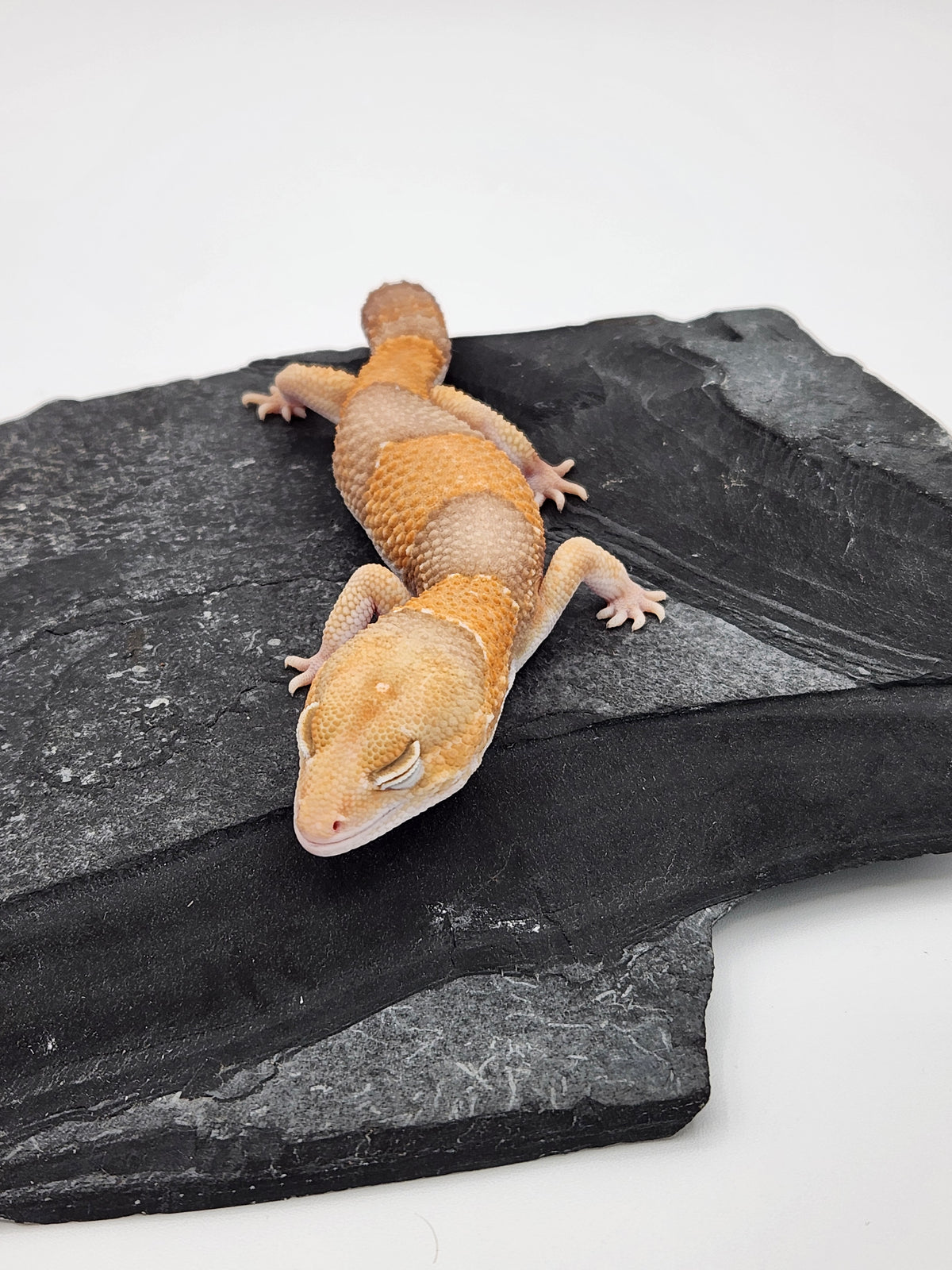 African Fat-Tailed Gecko - Albino Oreo - Male