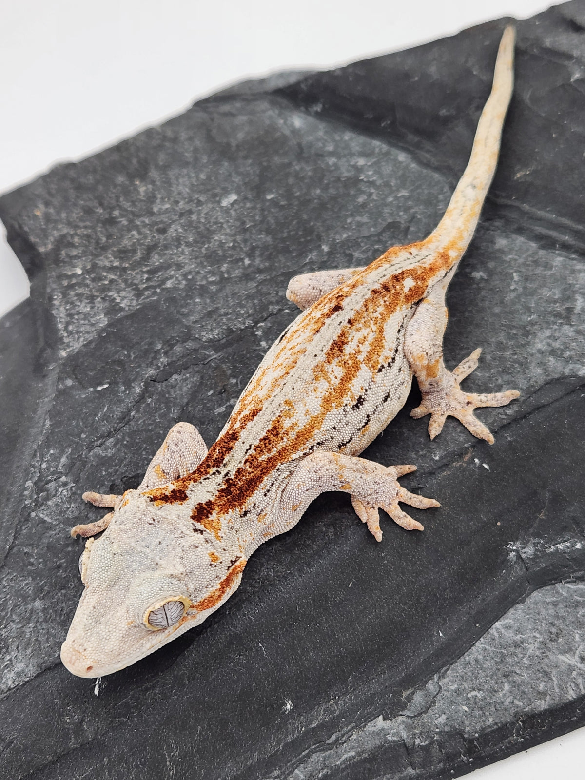 Gargoyle Gecko - Griffin x Licorice - 8-28-23 - Female A