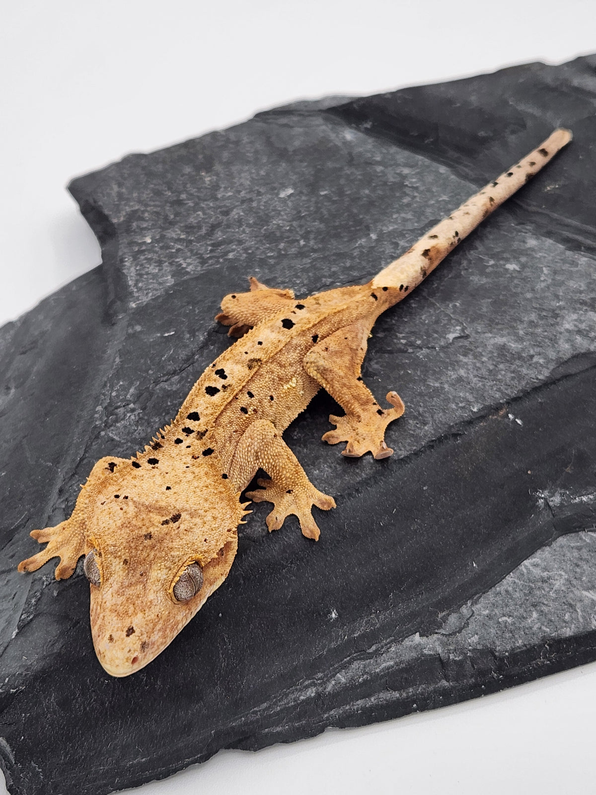 Crested Gecko - Pixel x Poppy - 3-10-24 - Female