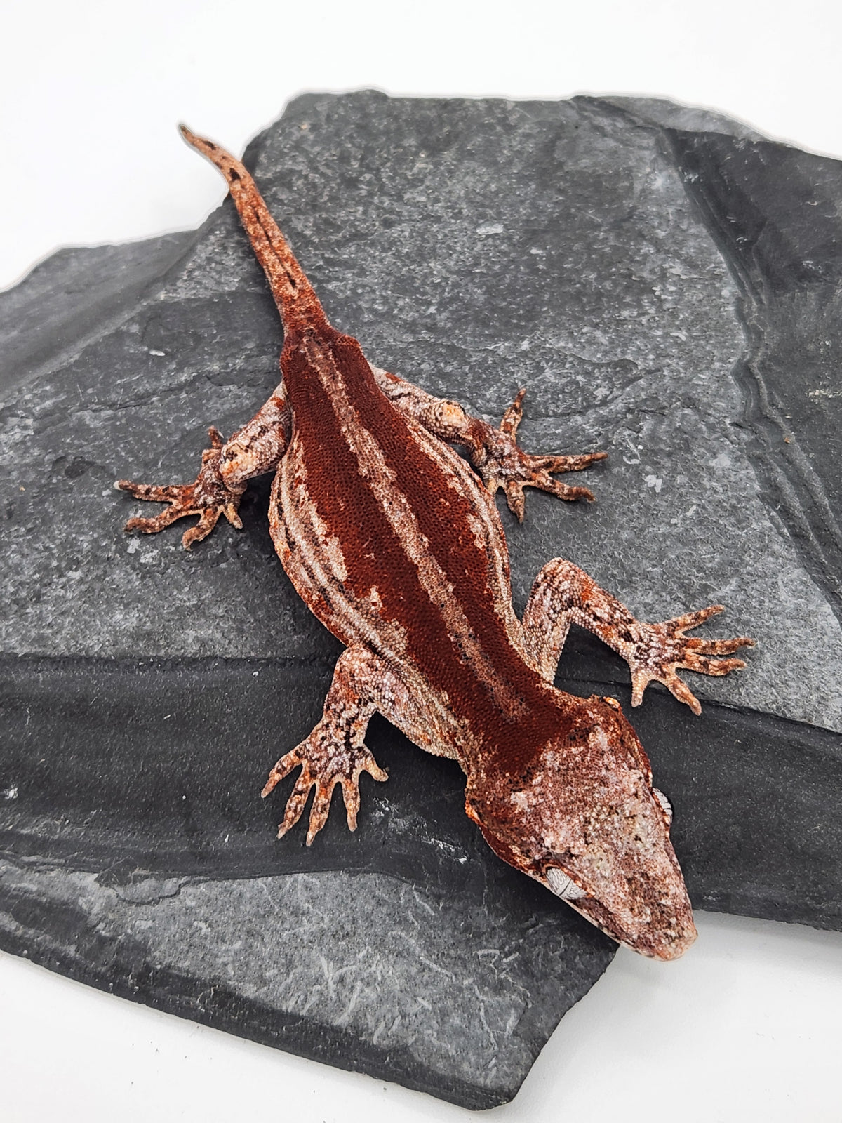 Gargoyle Gecko - Cherry Red x Pink Lady - 6-20-23 - Female