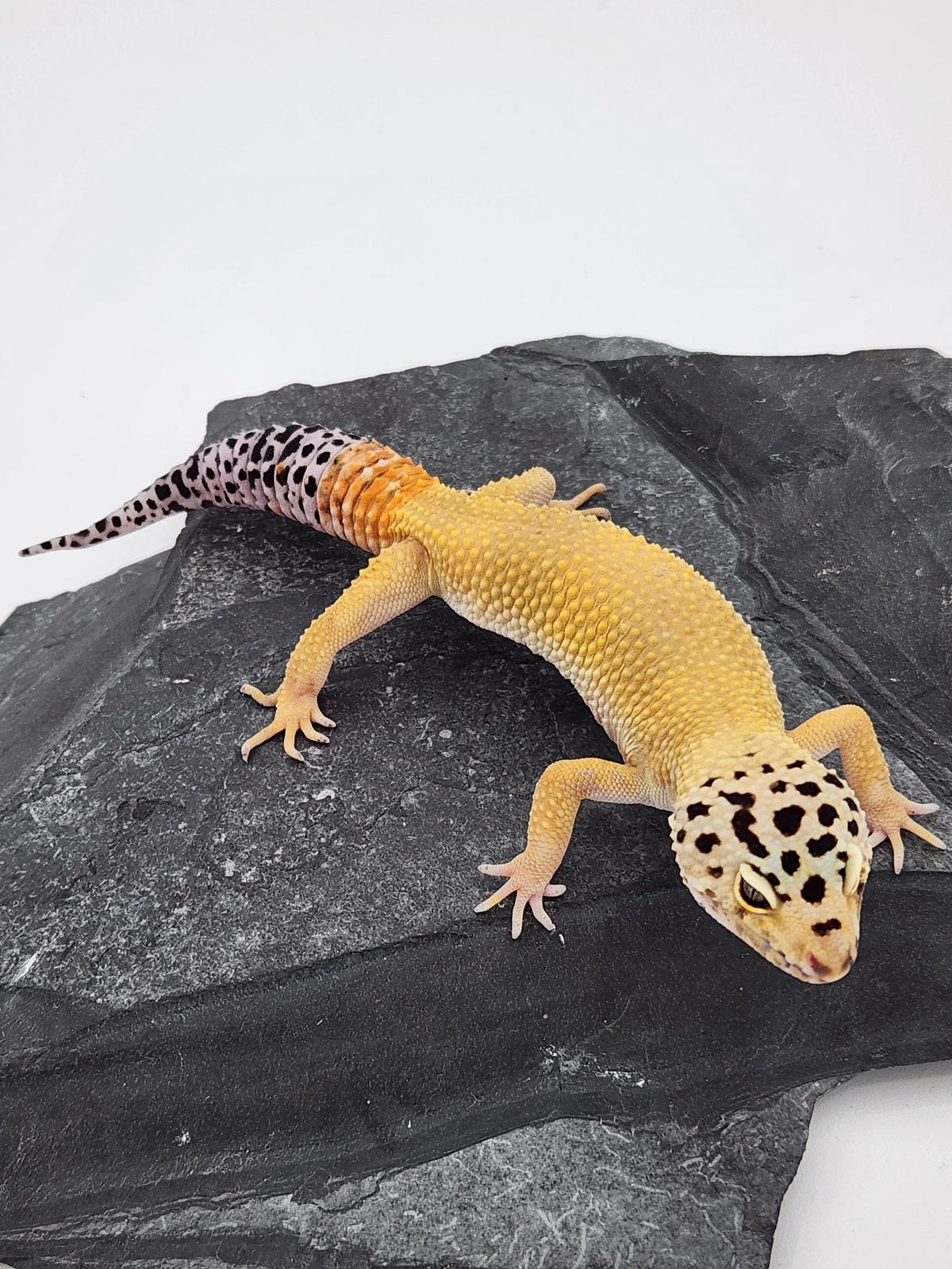 Leopard Gecko - ER3 - Male