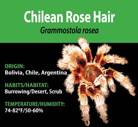 Tarantula - Grammostola rosea - Chilean Rose Hair - GNG
